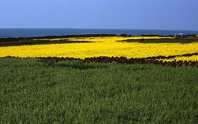 제주의 봄