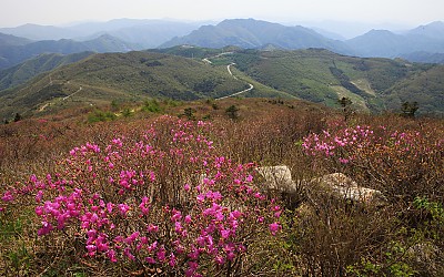 함백산 털진달래