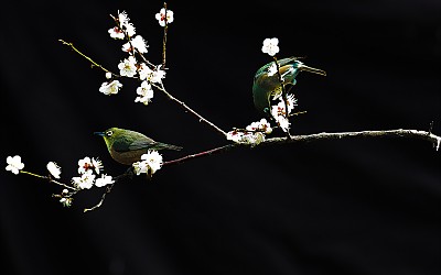 매조도(梅鳥圖)