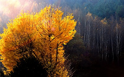 은행과 자작의 노래