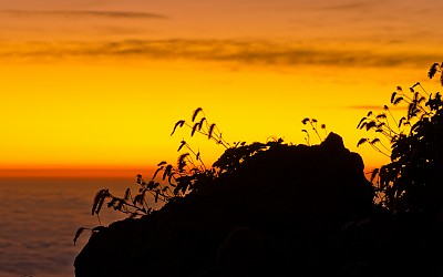 여명의 산오이풀