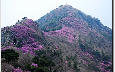영취산 진달래꽃
