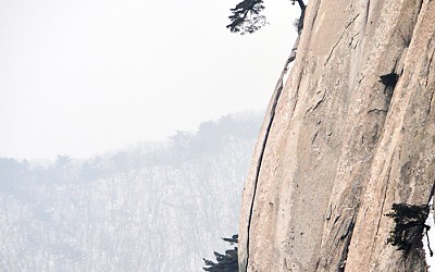 바위와 소나무