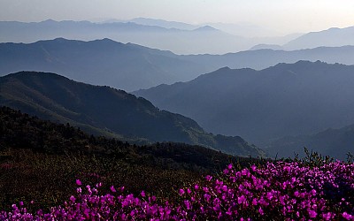 중봉의 진달래