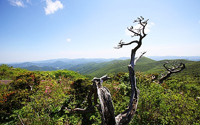 태백산의 봄