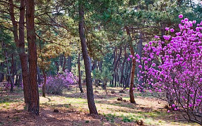 삼릉