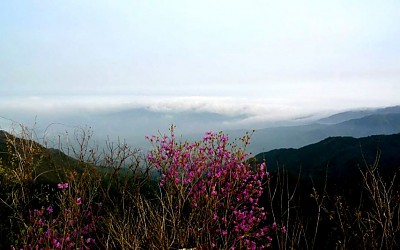 성삼재의진달래