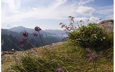 설악산 야생화