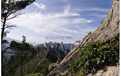 공룡능선의 야생화
