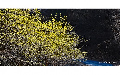 산수유.