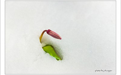설중화...