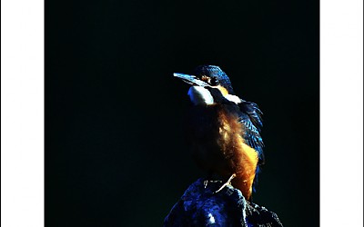 즐겁고 풍요로운 한가위 되셔요.