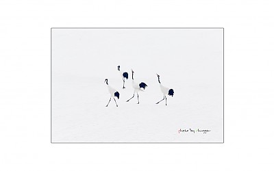 두루미의 춤사위 #24