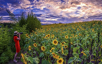 함안 해바라기 축제