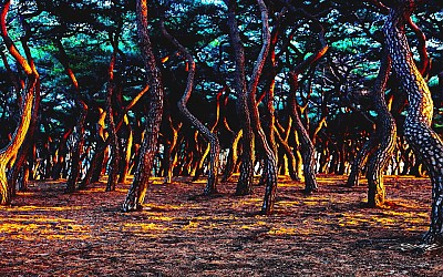 흥덕왕릉