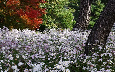 바람불어좋은날