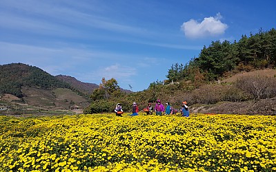 국화따는 아짐들.