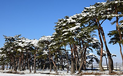 웅치솔밭.2