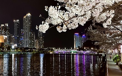벚꽃 야경