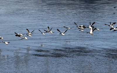 철새들의 겨울나기.