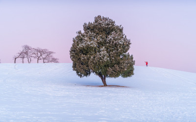올림픽공원 나홀로 나무