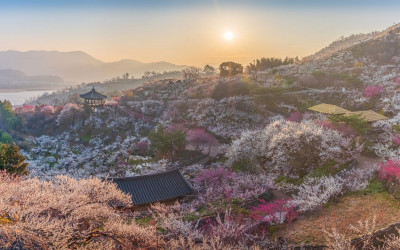 광양 매화 축제장