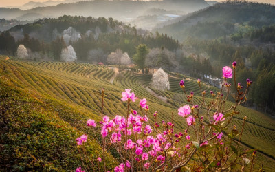 보성 녹차밭 풍경