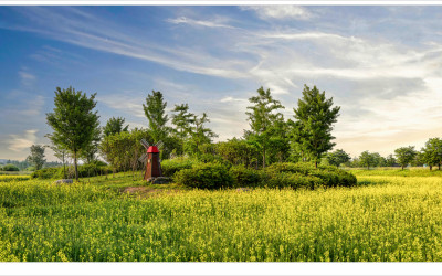 유채가 있는 풍경