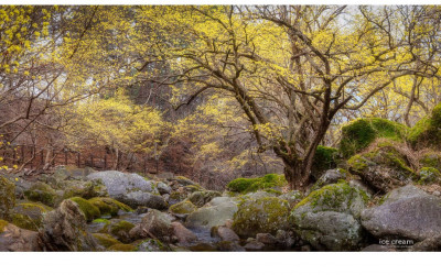 산수유가 있는 풍경