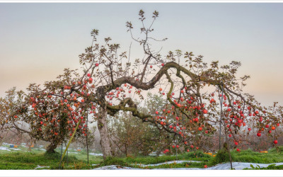 사과 따러 가세~~~~~~~