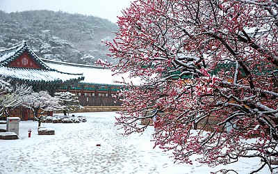 설중매
