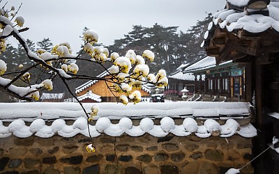설중 산수유