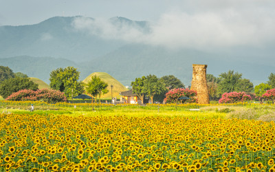 첨성대 해바라기