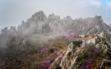 주작산 진달래 - 덕룡산(주작산)