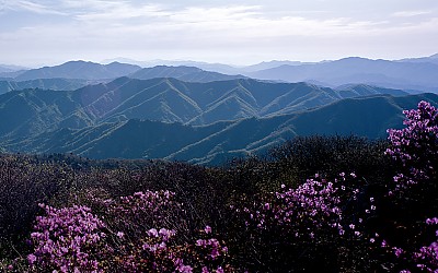 덕유산 진달래(덕유산)