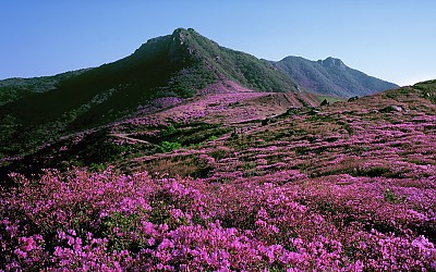 황매산의 봄