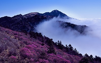 세석의 봄