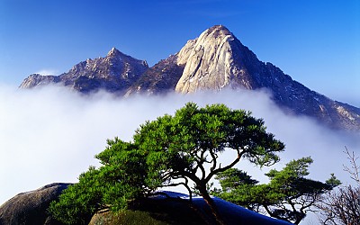 소나무와 운해 - 북한산