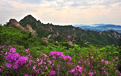 화려한 봄날 - 월출산