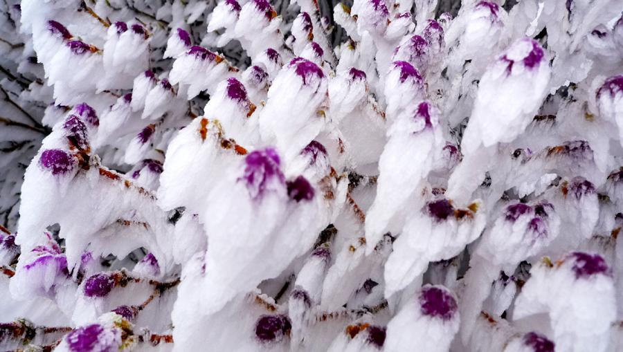  자규화... 
슬픈  애증의 꽃입니다. 
올 해 농사는 설농입니다.
진달래는 어제  모두 냉해를 입어  올 봄엔 
그 붉디 붉은  꽃을 볼 수 없을 것 같습니다..
세석까지도 초토화 되었습니다