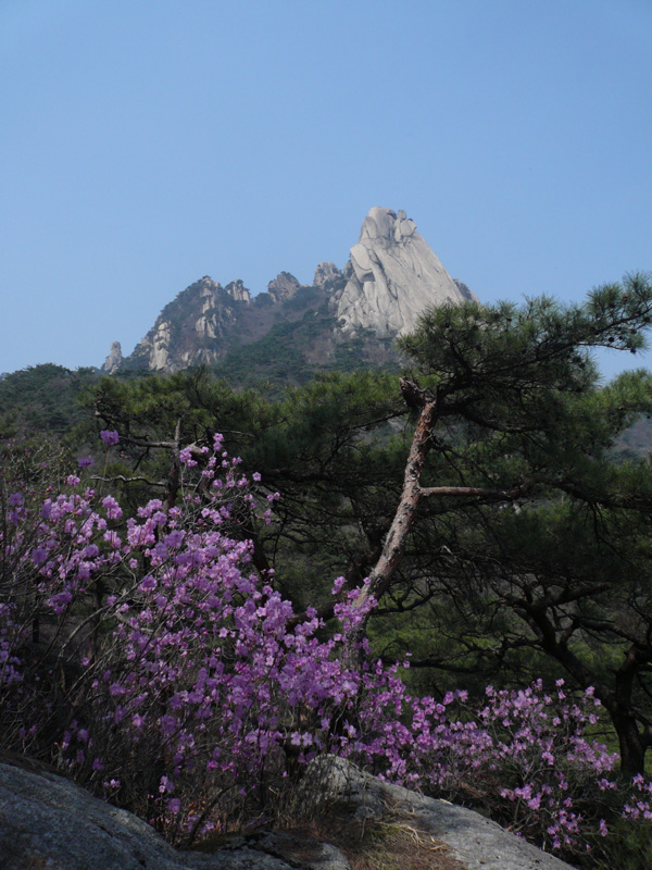                          (도봉산 신선대를 배경으로 피어있는 진달래, 뿌연 하늘이 원망스럽다.)