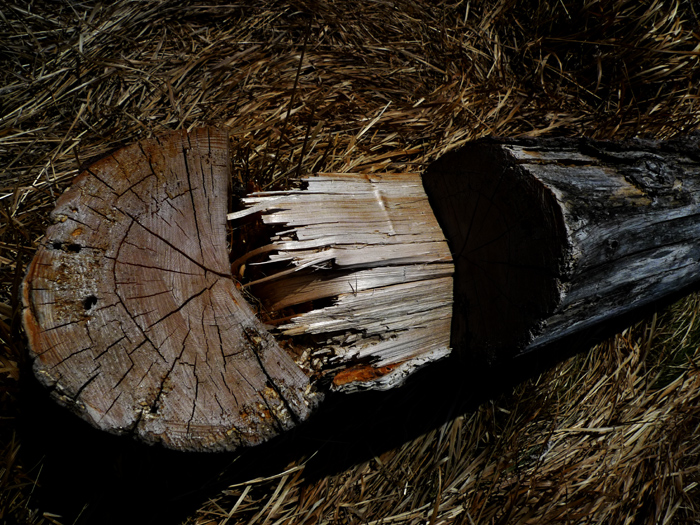 이 성상으로 보아 전동기계톱으로 절단하였다고 판단 하였습니다.
사진가가 휴대용 톱으로 무우 베듯 ..
이런 단면으로 절단 할 수 없습니다
그러므로 사진가들에게 혐의를 두었던 것은 철회 하여야 할 것입니다.
스스로에게 돌을 던지는 일일지도 모르기 때문입니다.