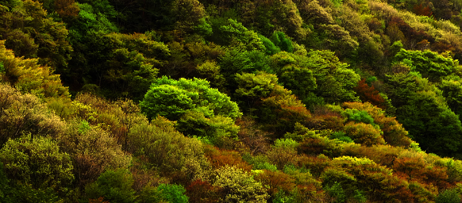 시간은 스스로를 예비 합니다
달궁은 태탕한 봄이 깊어 저 여린 순이 온 지리를 뒤덮습니다..
상한 갈대를 꺾지 아니 하며.꺼져 가는 등불을 끄지 않는 절대자의 섭리는.
오늘도 삼라 만상에 미치지 아니함이 없습니다...
