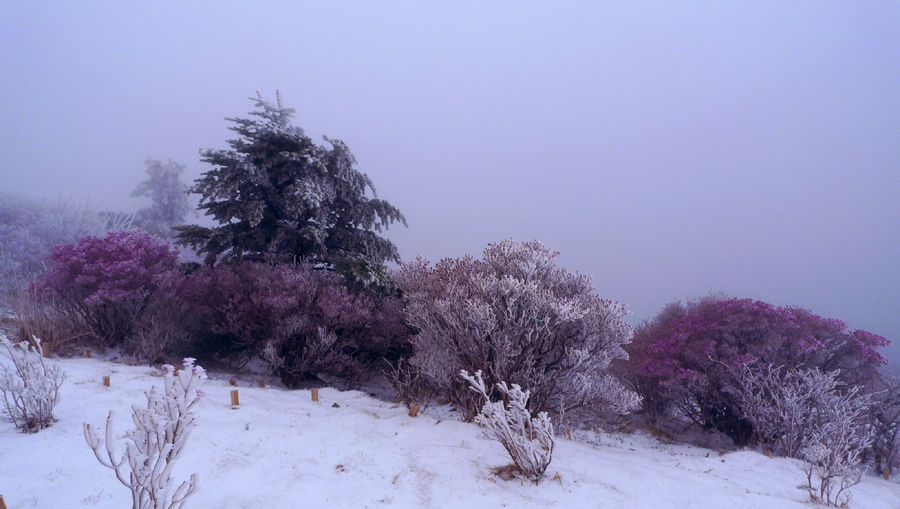 진달래에 눈이 내렸습니다.
보기 힘든 장면이지요..