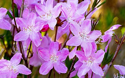 추억의지리산    100