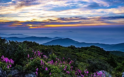 산오이풀