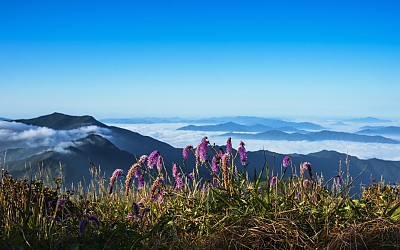 산오이풀