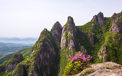 암봉의 꽃