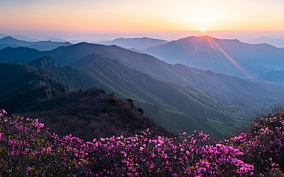 가지산 진달래