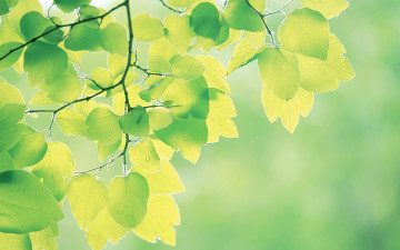 올 해도 이런 싱그러운 봄이 올까요?